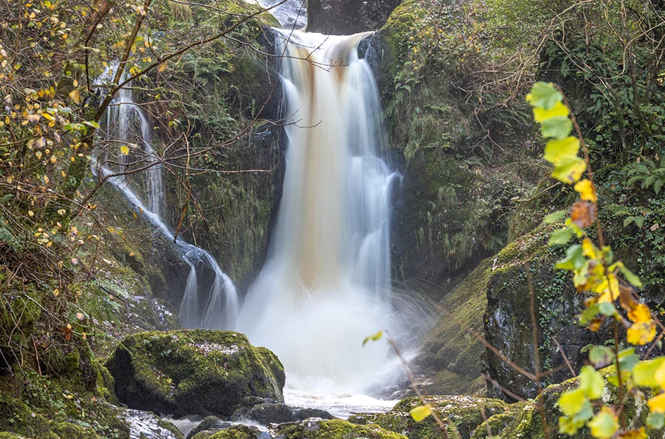 The forested gorge of Devils Glen, County Wicklow