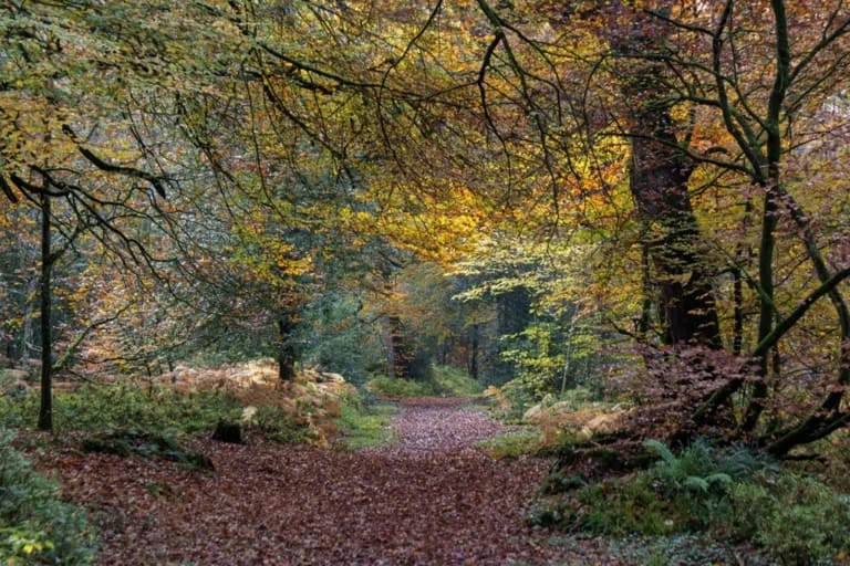 Tomnafinogue Woods — ancient oak woodland in south Wicklow